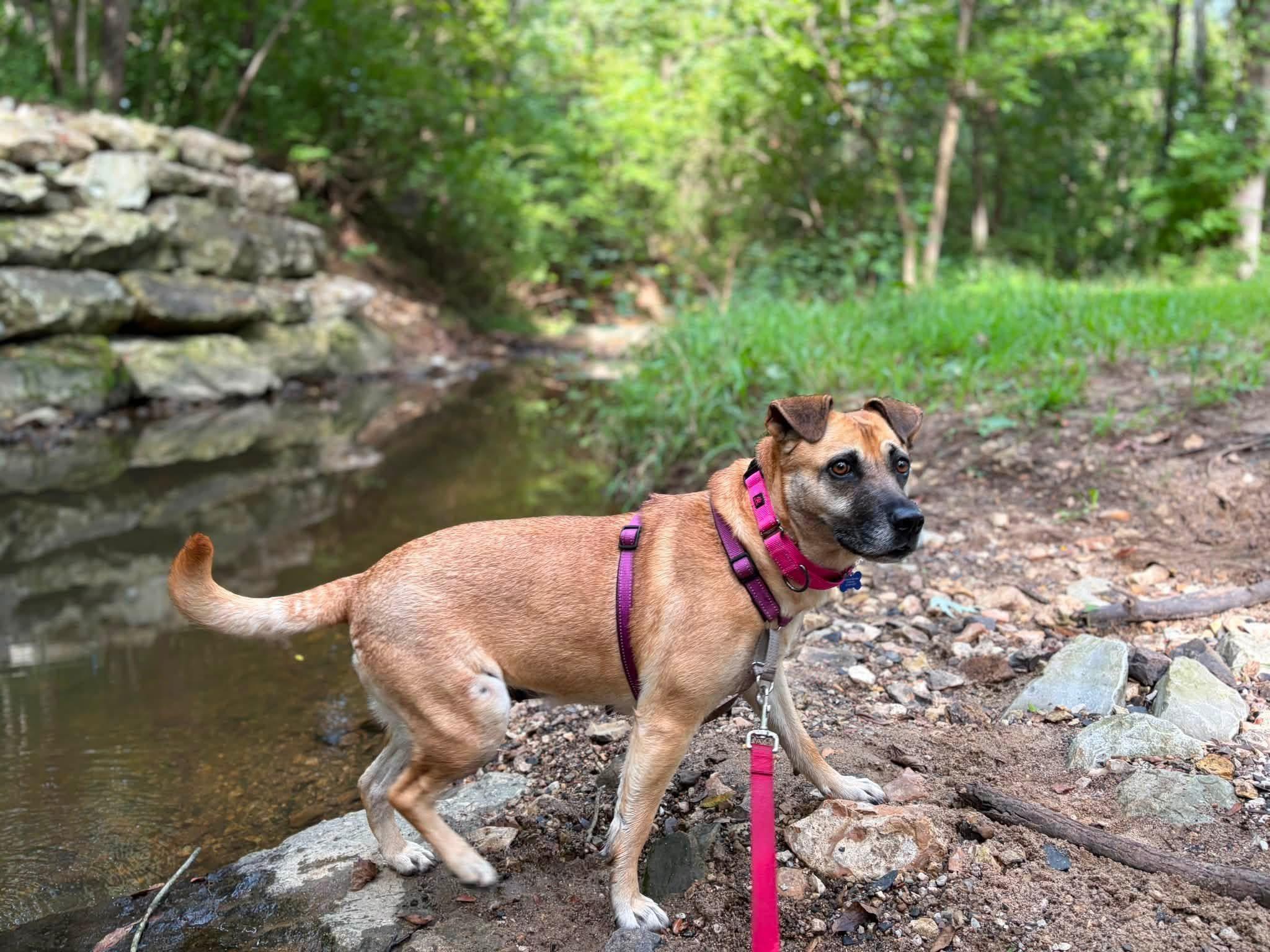 Enlarge Clover, a ADOPTABLE Mixed Breed in Columbia, MO image 5/6
