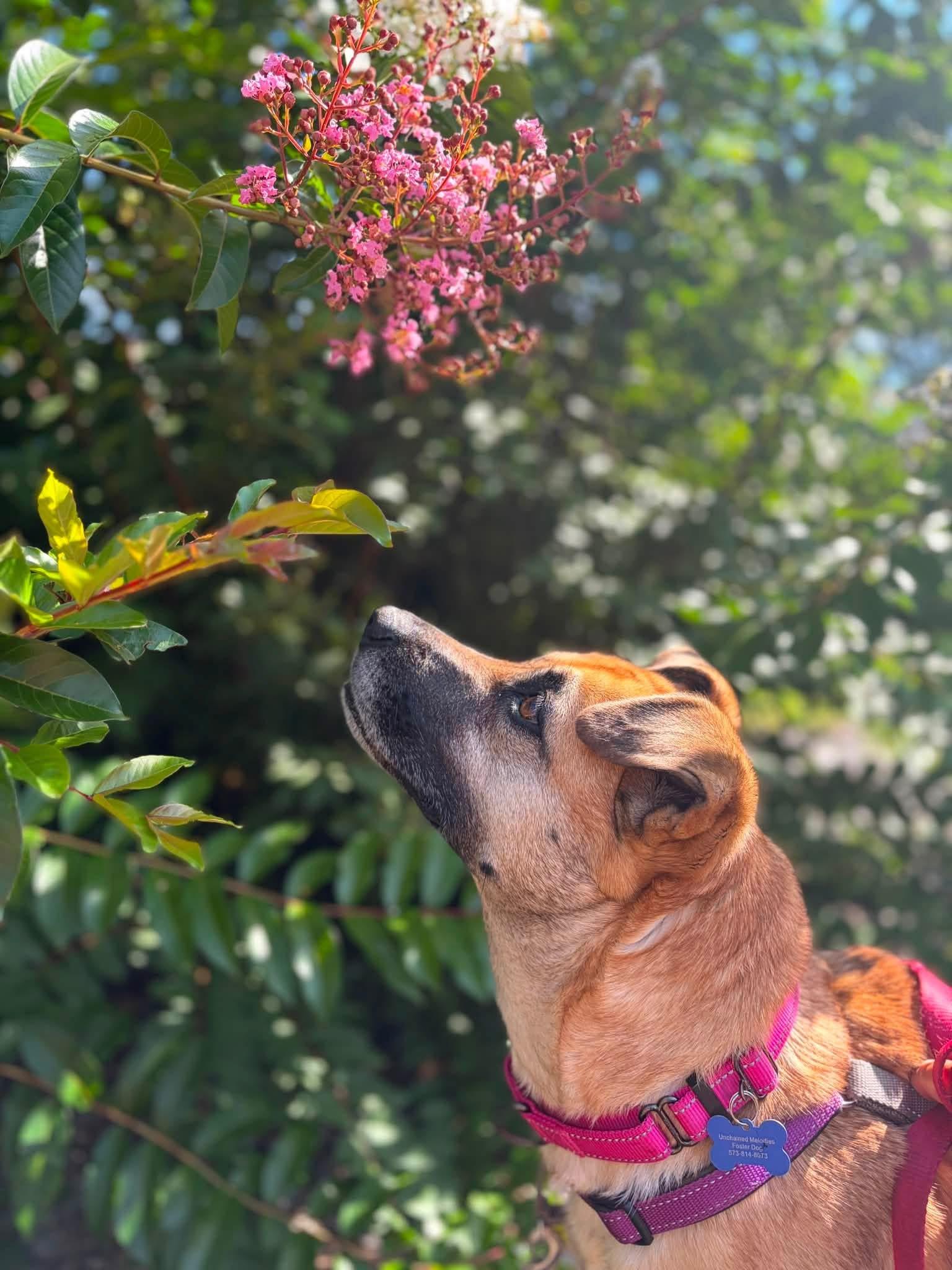 Enlarge Clover, a ADOPTABLE Mixed Breed in Columbia, MO image 2/6