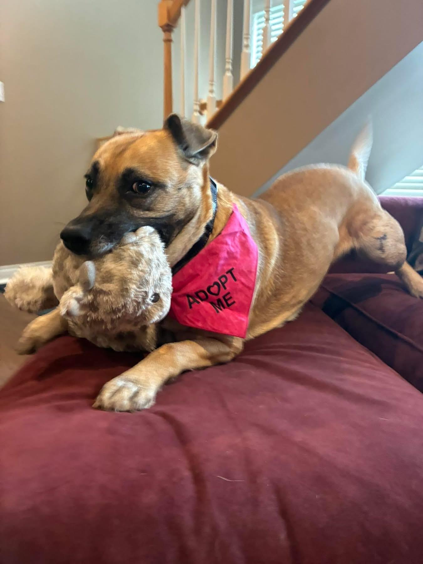 Clover, ADOPTABLE, Adult Female Mixed Breed.