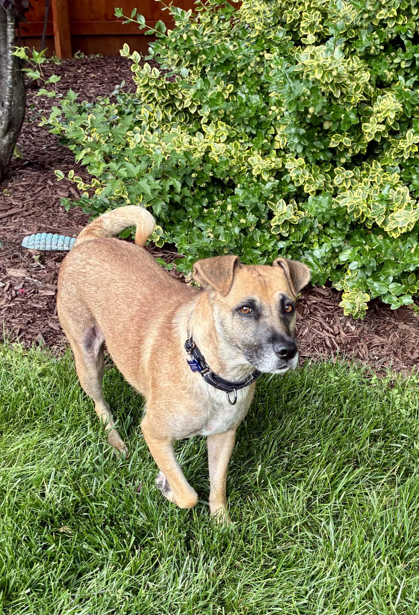 Clover, a ADOPTABLE Mixed Breed in Columbia, MO image 6/6