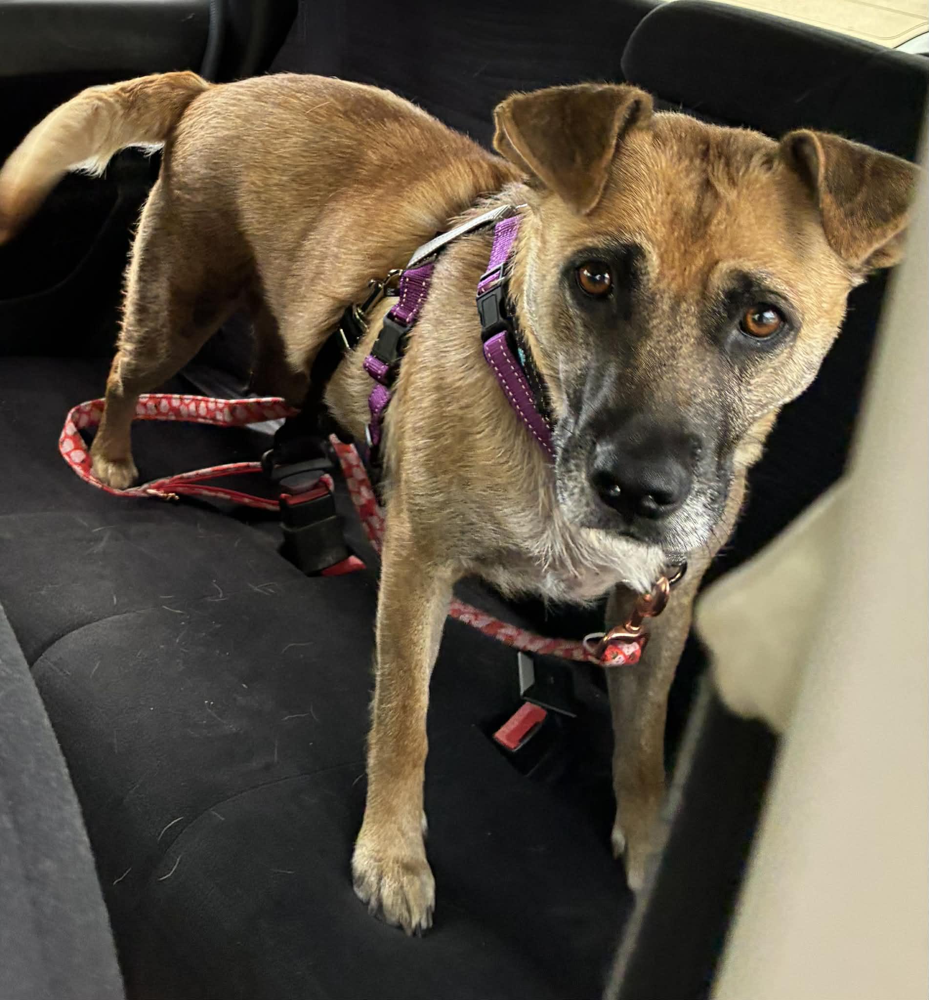 Clover, a ADOPTABLE Mixed Breed in Columbia, MO image 2/6