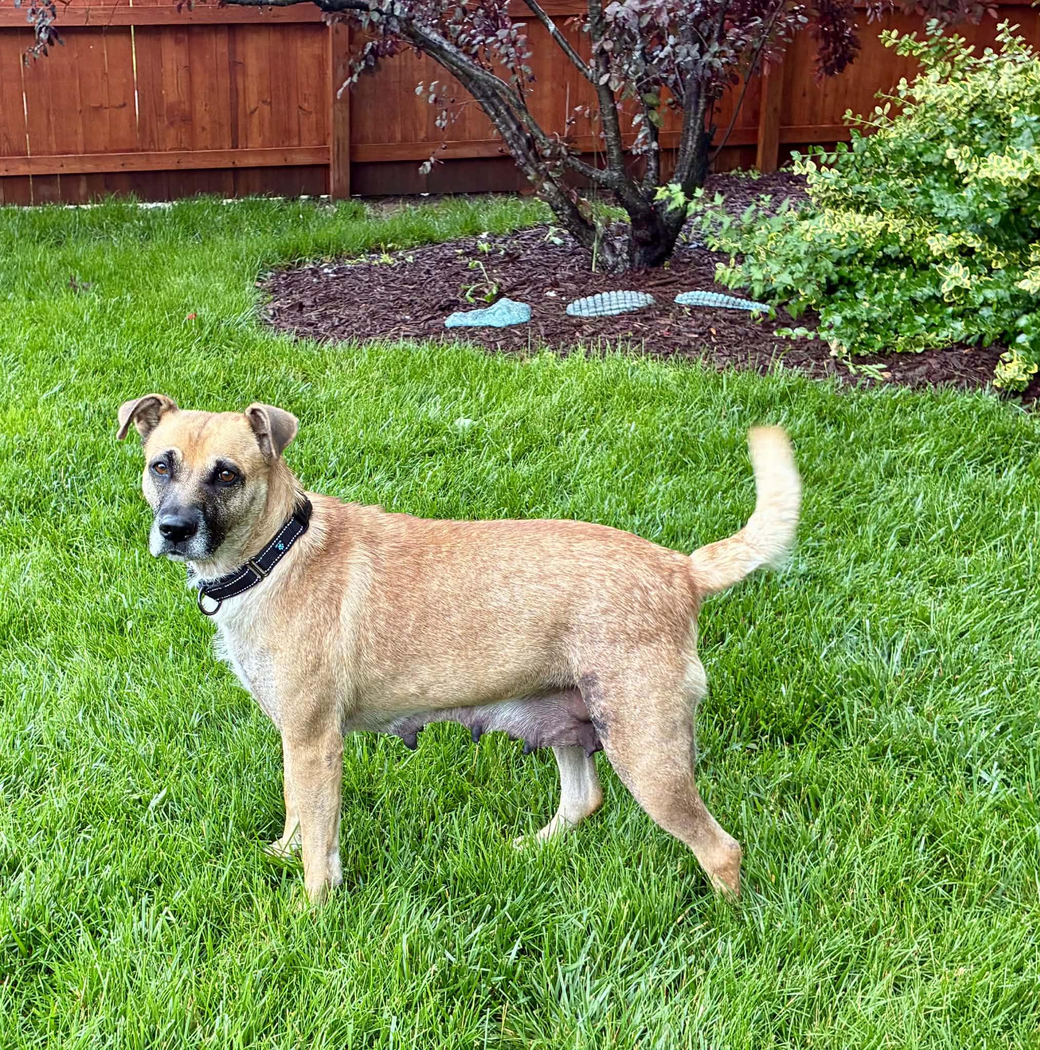 Clover, a ADOPTABLE Mixed Breed in Columbia, MO image 3/6
