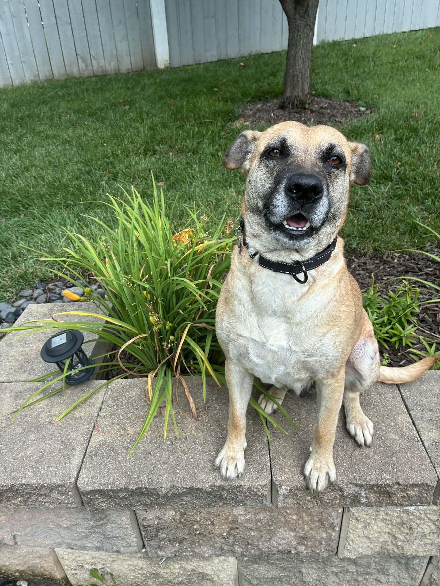 Clover, a ADOPTABLE Mixed Breed in Columbia, MO image 2/6