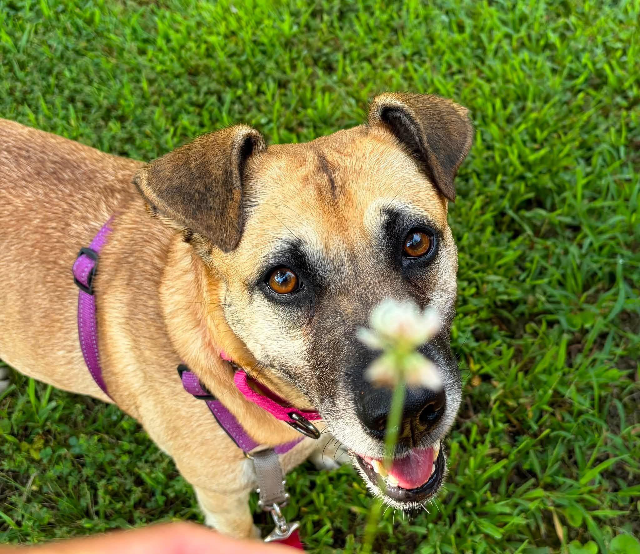 Enlarge Clover, a ADOPTABLE Mixed Breed in Columbia, MO image 3/6