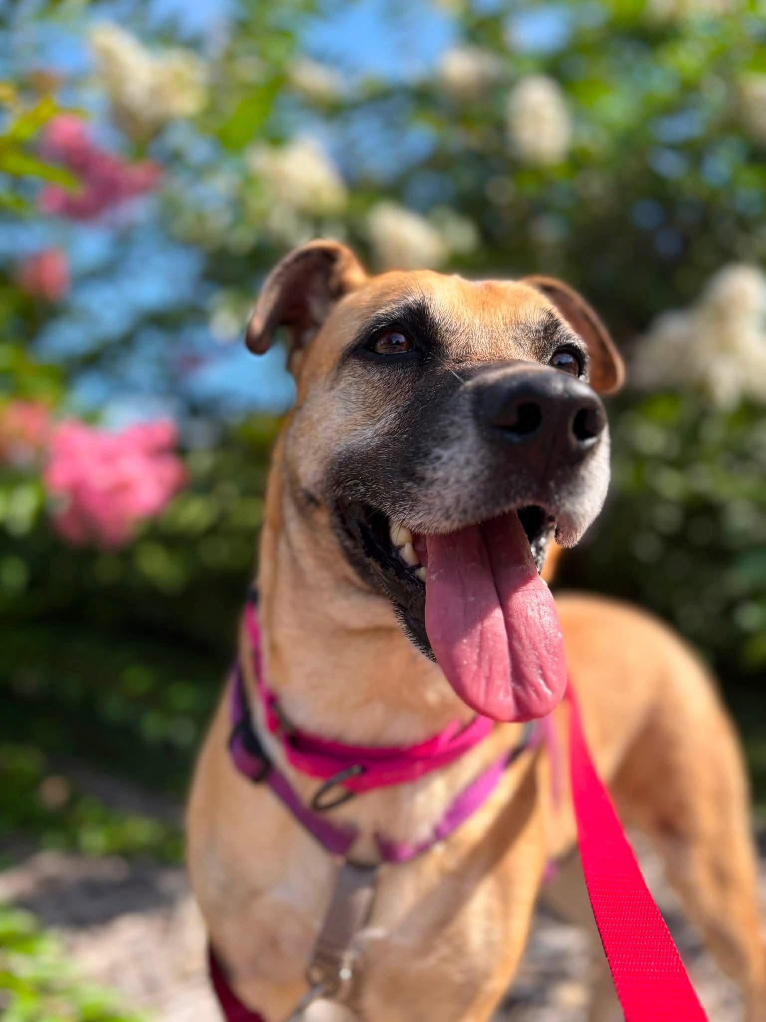Enlarge Clover, a ADOPTABLE Mixed Breed in Columbia, MO image 4/6
