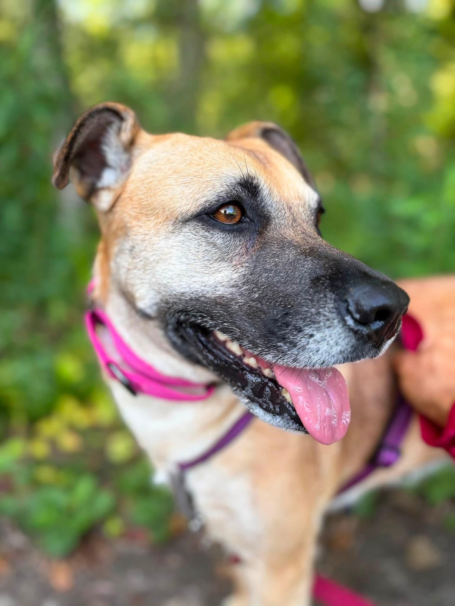 Clover, ADOPTABLE, Adult Female Mixed Breed.