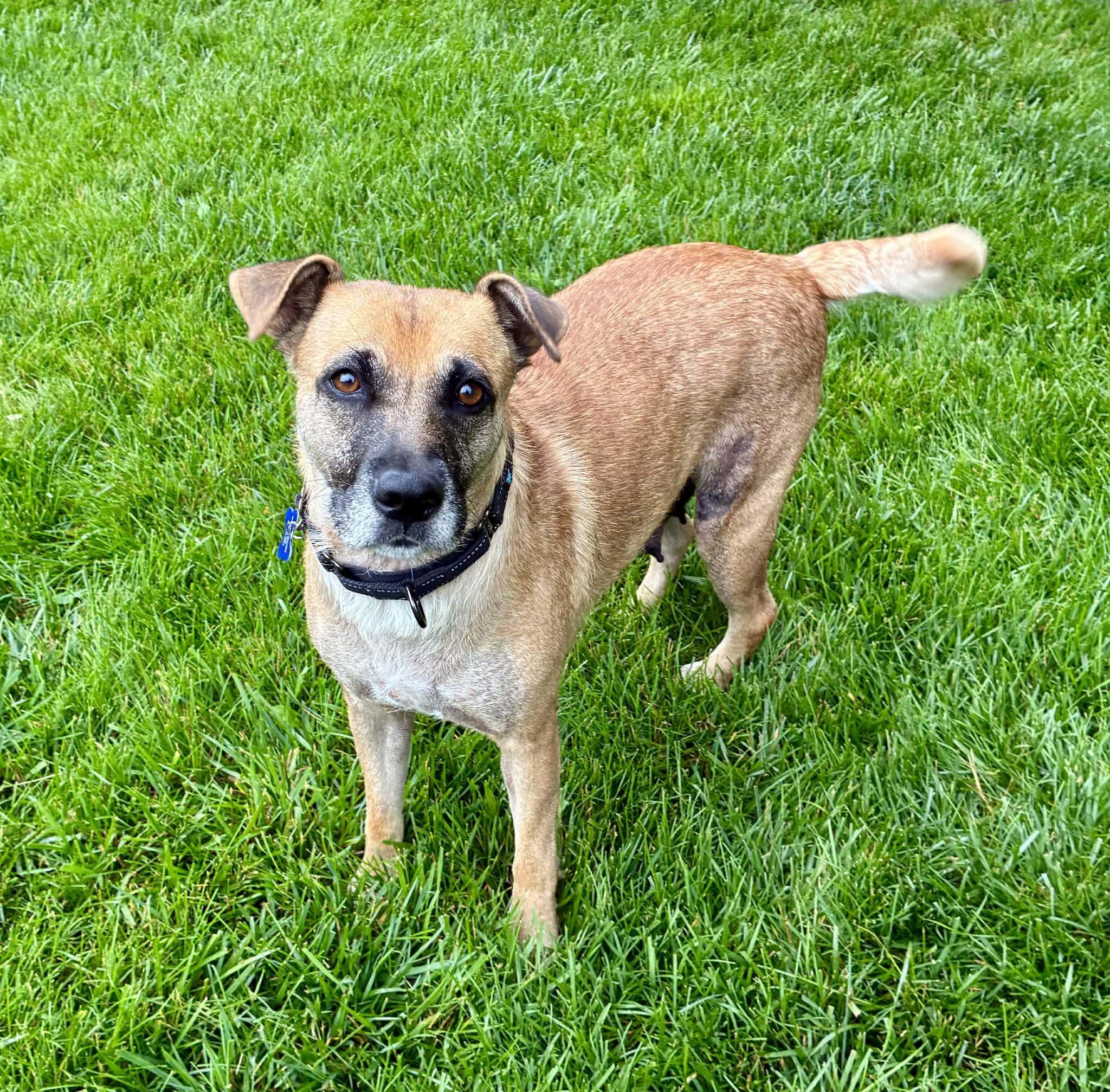 Clover, a ADOPTABLE Mixed Breed in Columbia, MO image 1/6