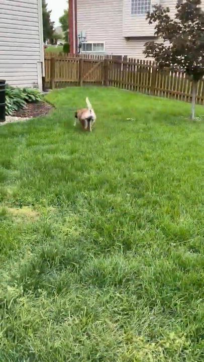 Enlarge Clover, a ADOPTABLE Mixed Breed in Columbia, MO video 5/6
