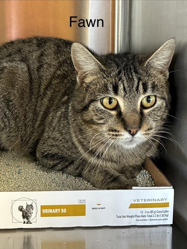 Fawn, Adoptable, Young Female Domestic Short Hair.