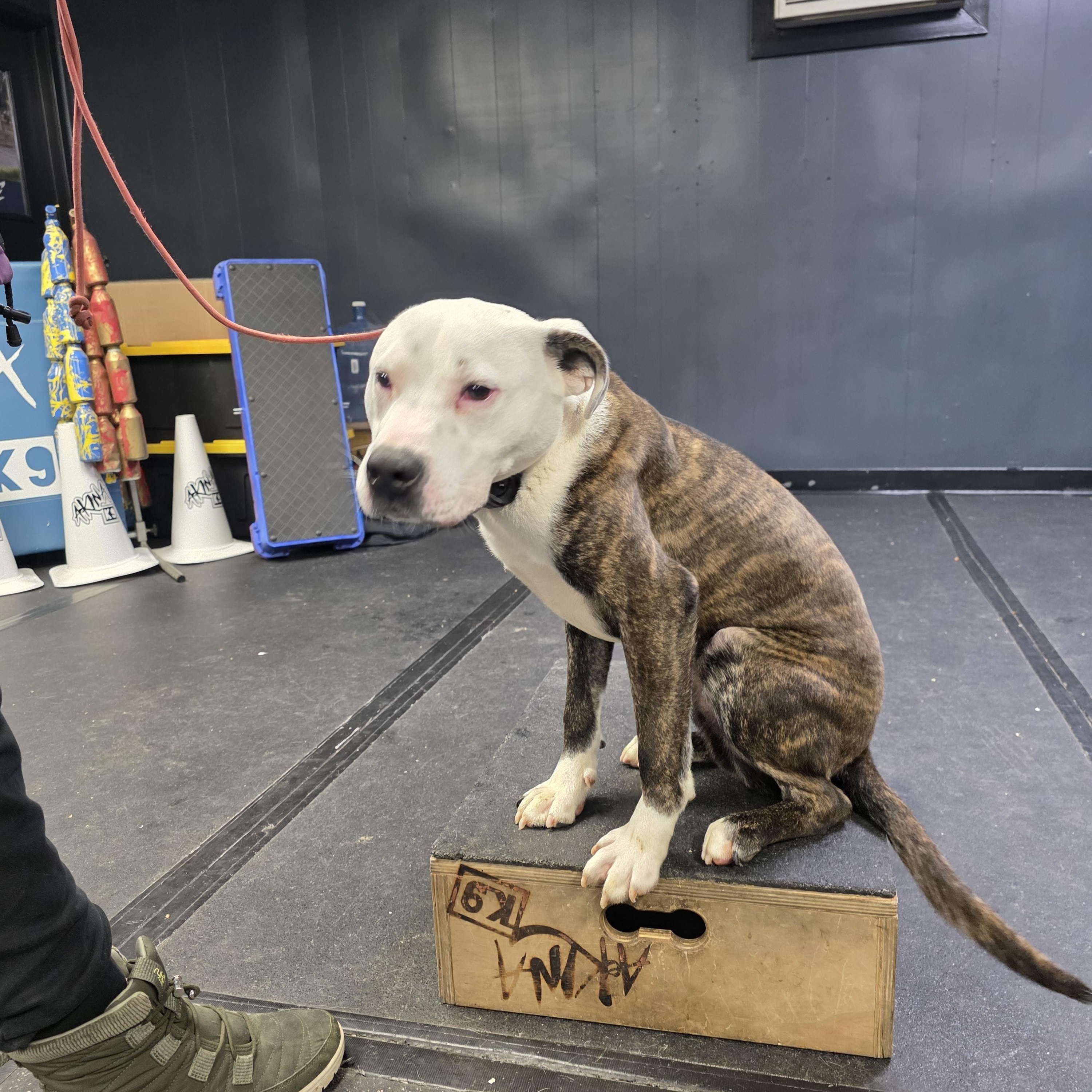 Fynn, ADOPTABLE, Young Male American Staffordshire Terrier.