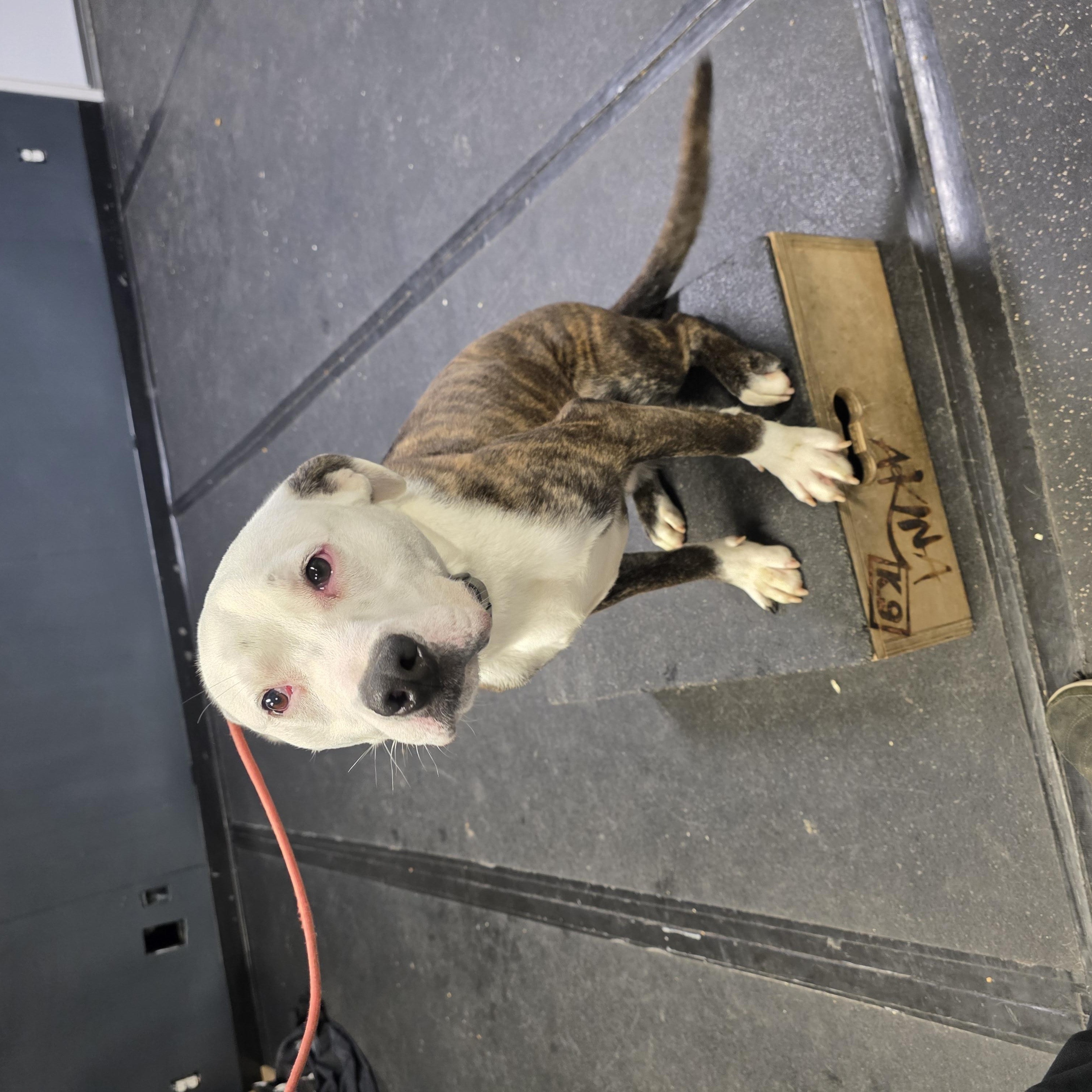 Fynn, a ADOPTABLE American Staffordshire Terrier in San Juan Bautista, CA image 2/2