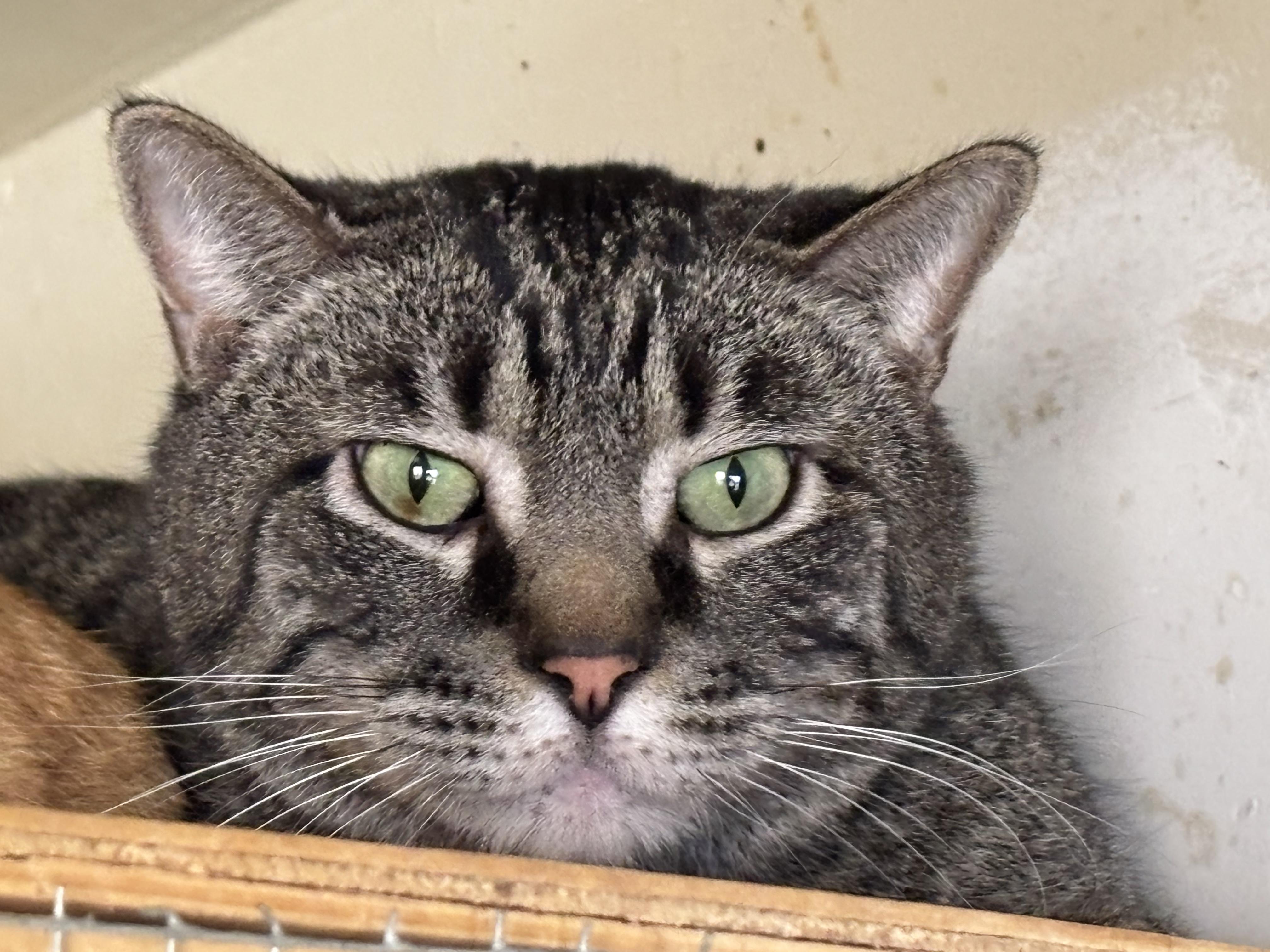 Enlarge Cyrus, a ADOPTABLE Domestic Short Hair in Deming, NM image 1/1