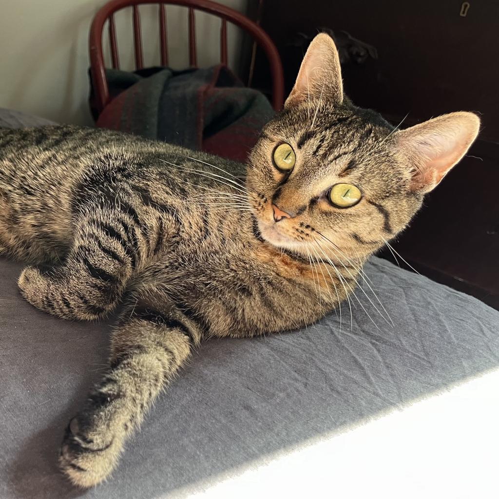 Enlarge June, a Adoptable Domestic Short Hair in Reisterstown, MD image 1/5