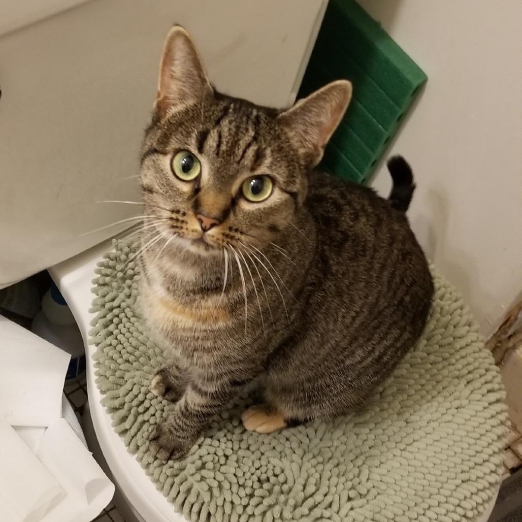 Enlarge June, a Adoptable Domestic Short Hair in Reisterstown, MD image 2/5
