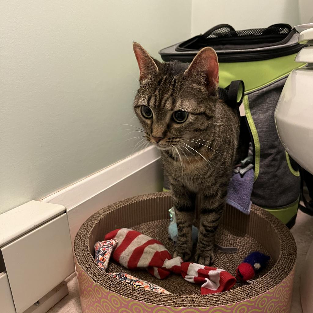 Enlarge June, a Adoptable Domestic Short Hair in Reisterstown, MD image 2/5