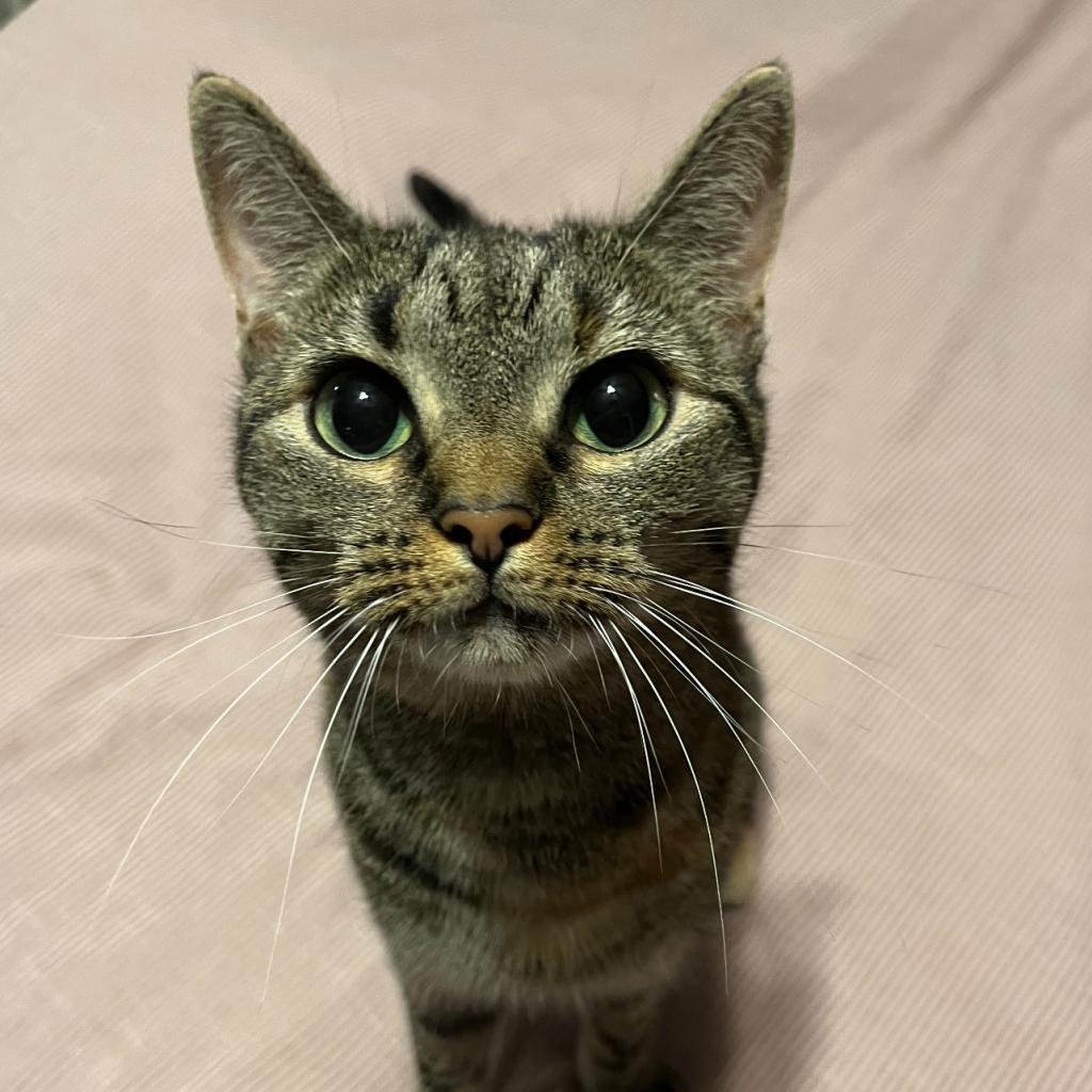 Enlarge June, a Adoptable Domestic Short Hair in Reisterstown, MD image 4/5