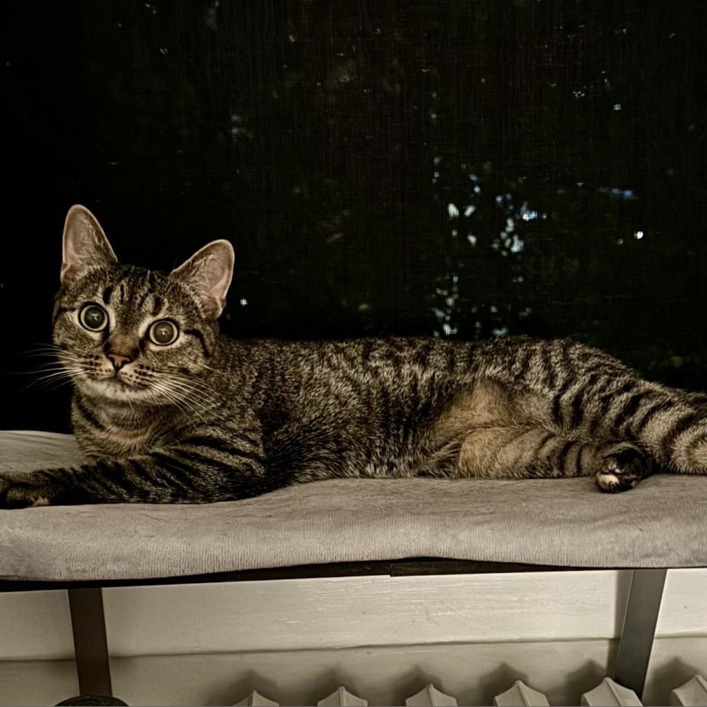 Enlarge June, a Adoptable Domestic Short Hair in Reisterstown, MD image 5/5