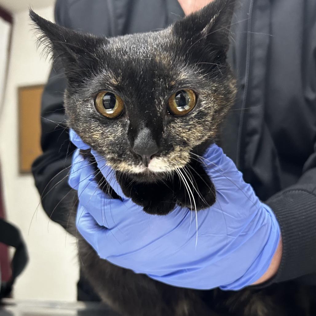 Crusty, Adoptable, Young Female Domestic Short Hair.