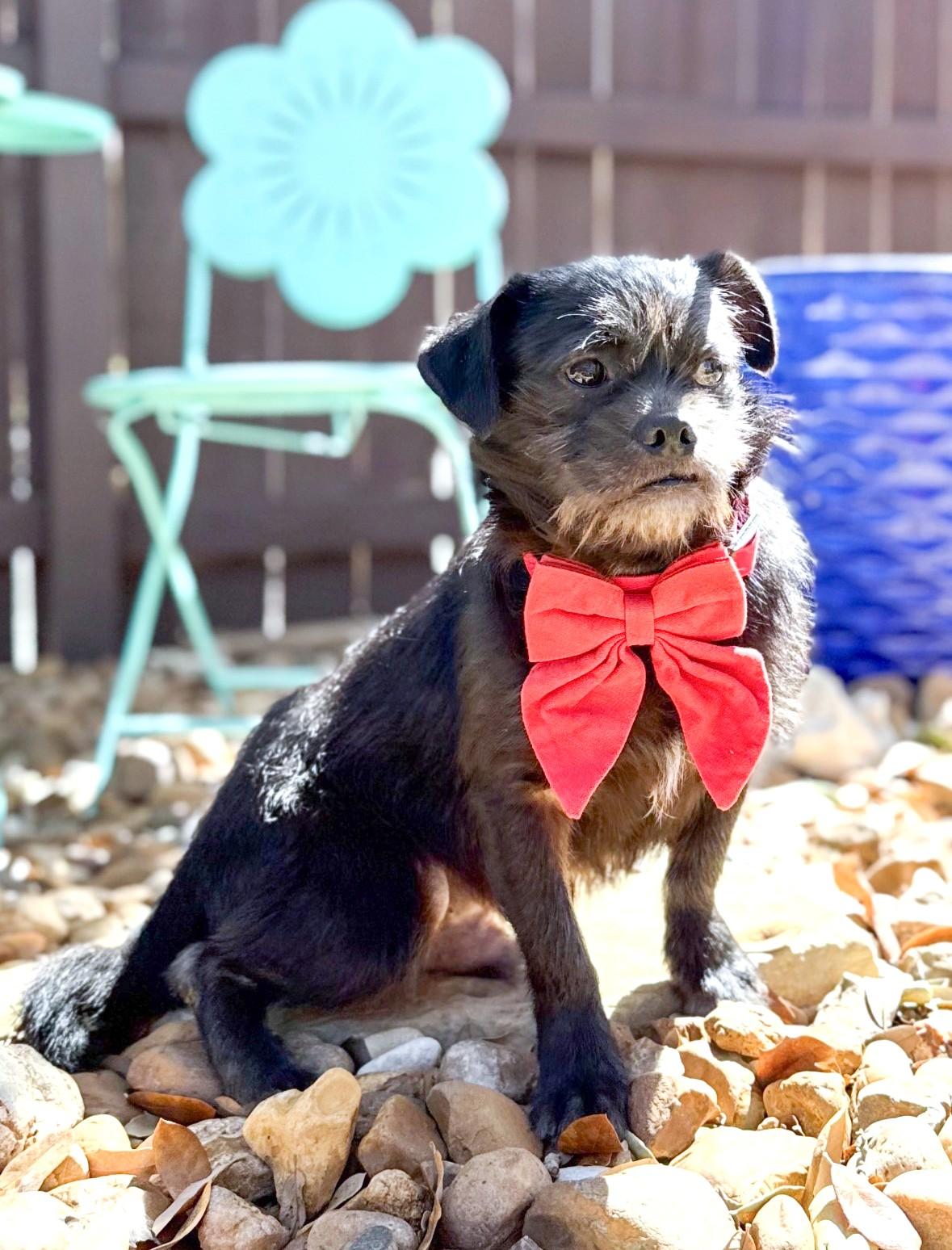 Enlarge Cubby, an adopted mixed breed in Southport, CT image 3/5