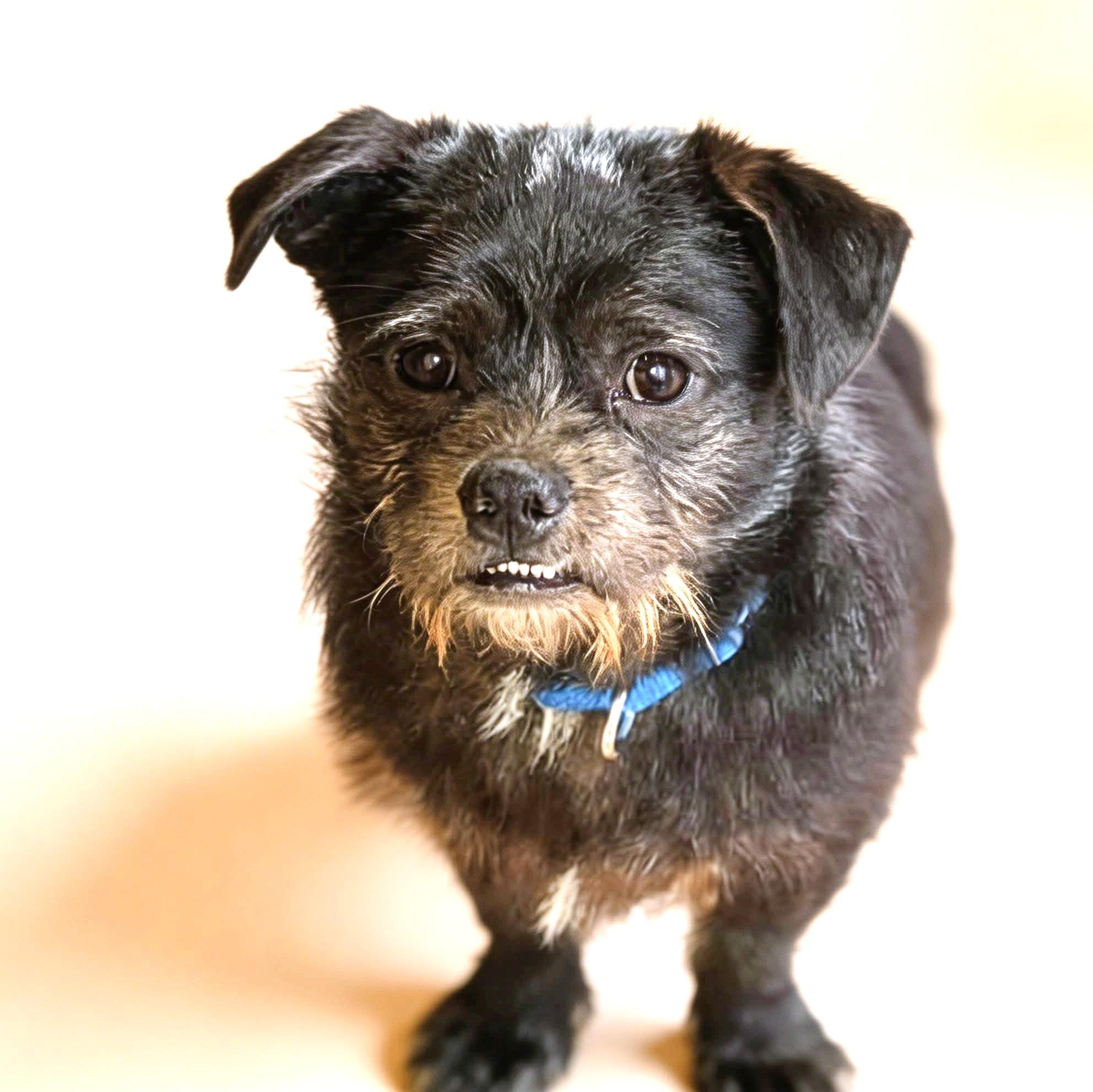 Enlarge Cubby, an adopted mixed breed in Southport, CT image 5/5