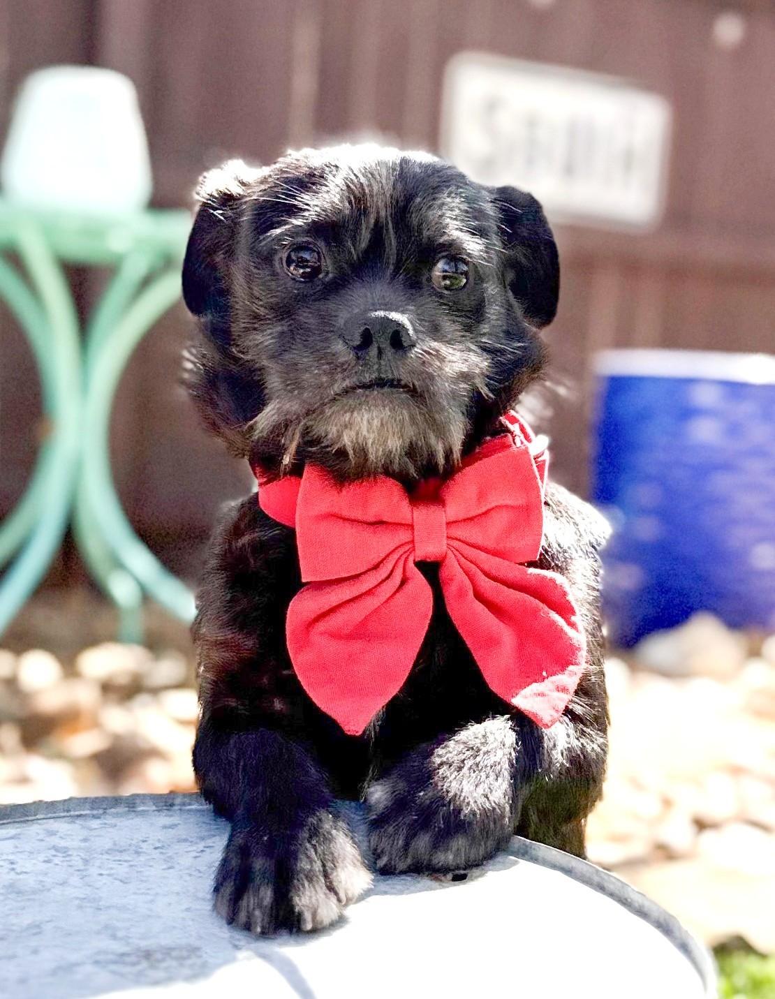 Cubby, adopted, Young Male Shih Tzu & Pug.