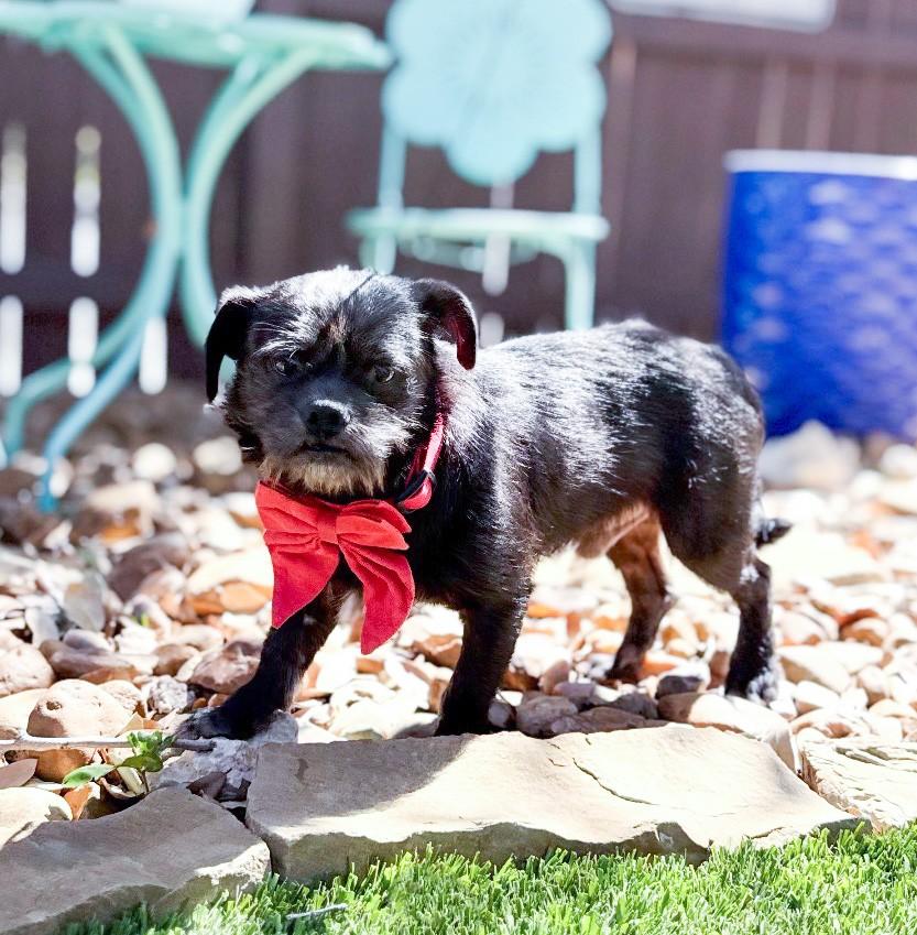 Enlarge Cubby, an adopted mixed breed in Southport, CT image 4/5