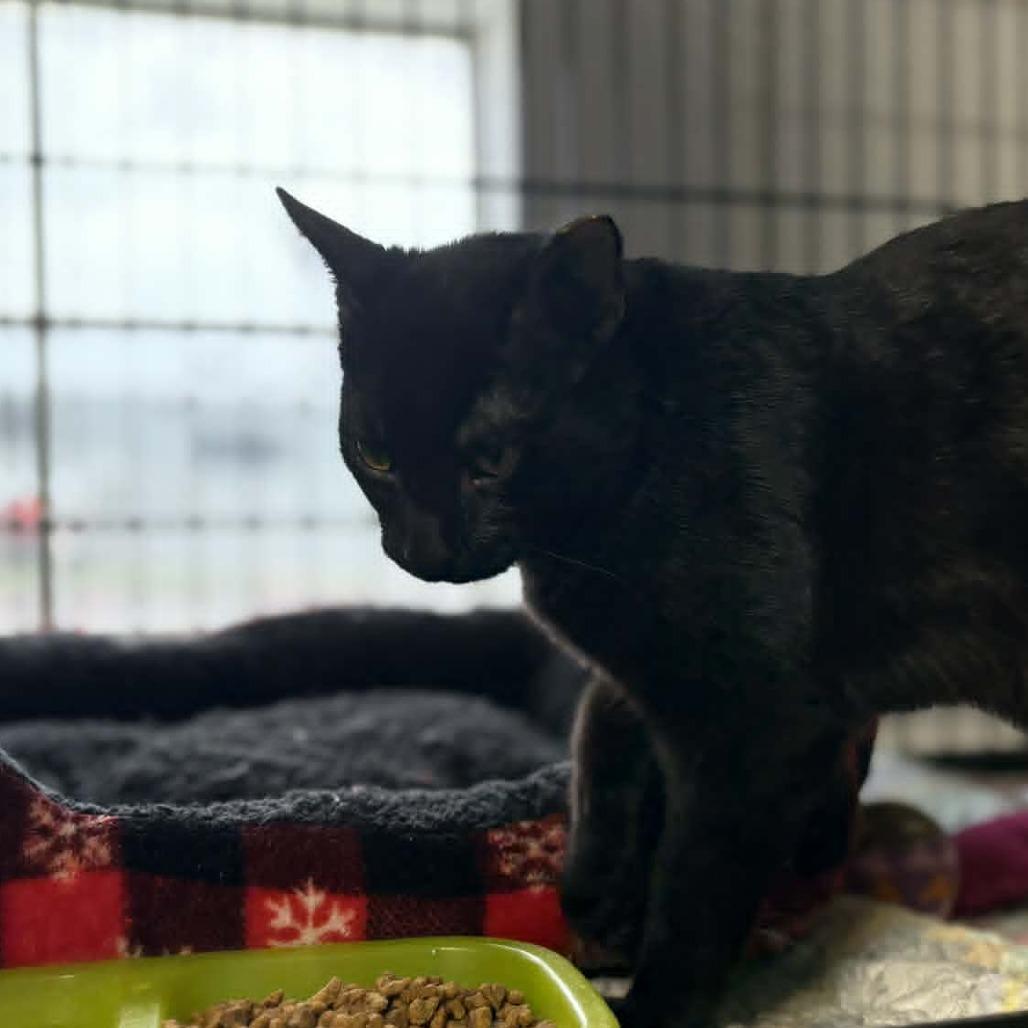 Lolly, Adoptable, Kitten Male Domestic Short Hair.