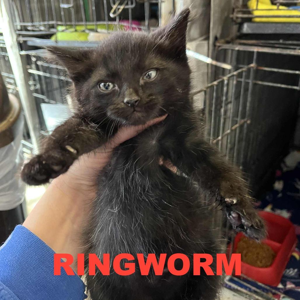 Lolly, Adoptable, Kitten Male Domestic Short Hair.