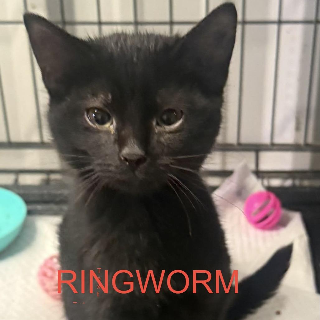 Lolly, a Adoptable Domestic Short Hair in Stephenville, TX image 2/2