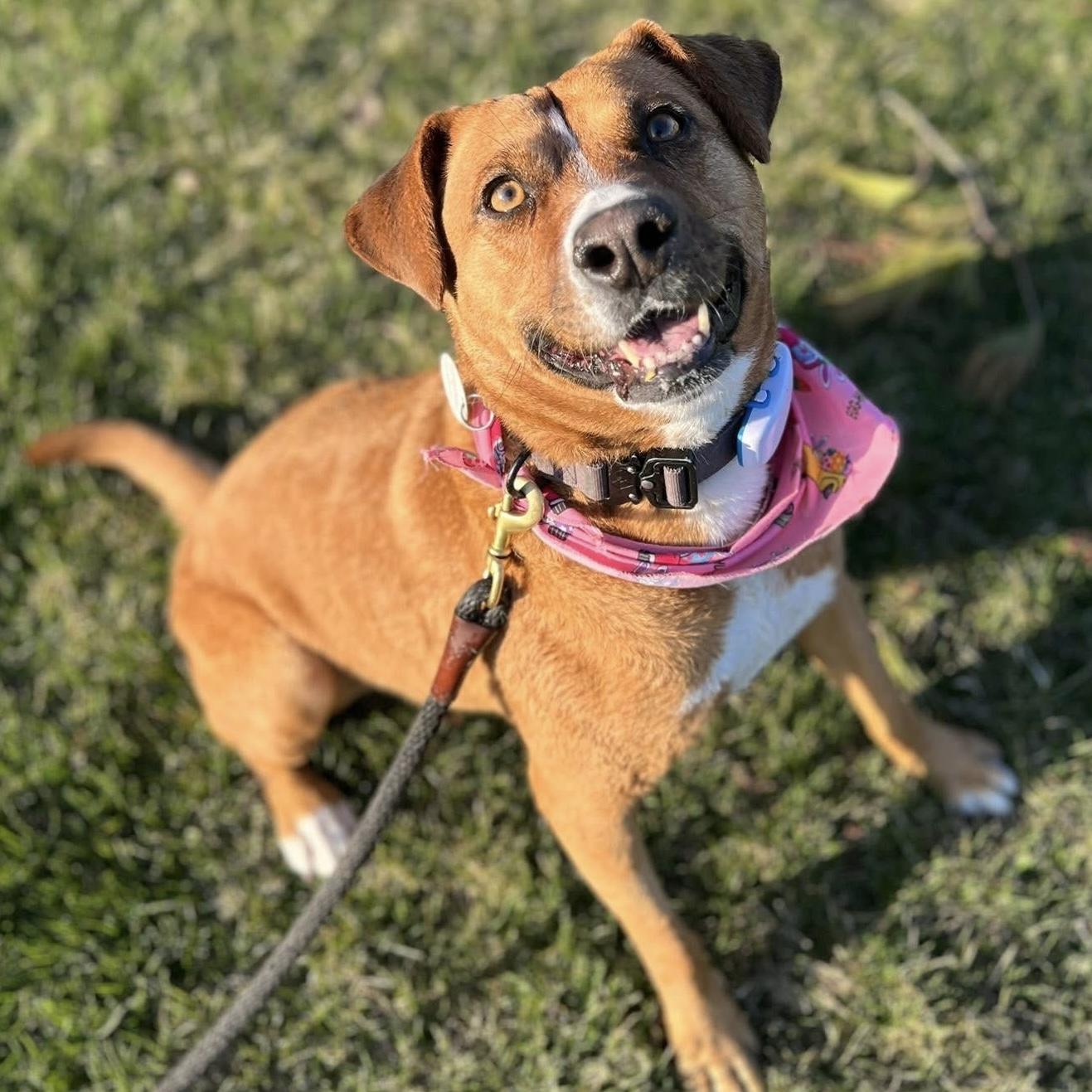 Felice, a ADOPTABLE mixed breed in Haliburton, ON image 1/6