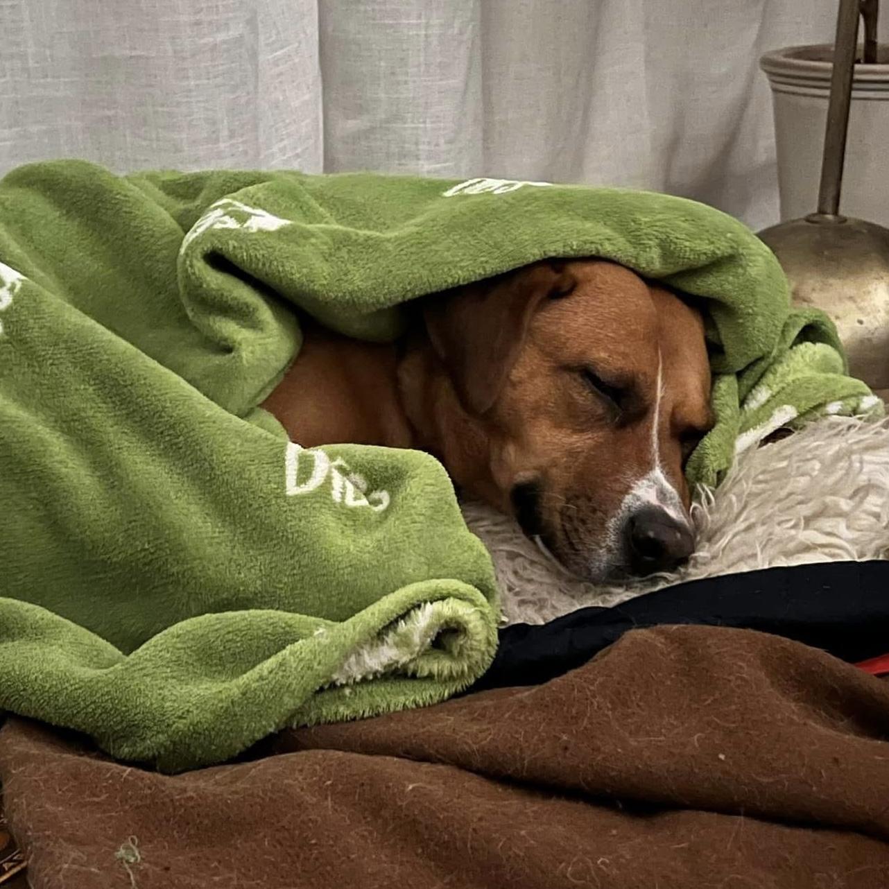 Felice, a ADOPTABLE mixed breed in Haliburton, ON image 4/6