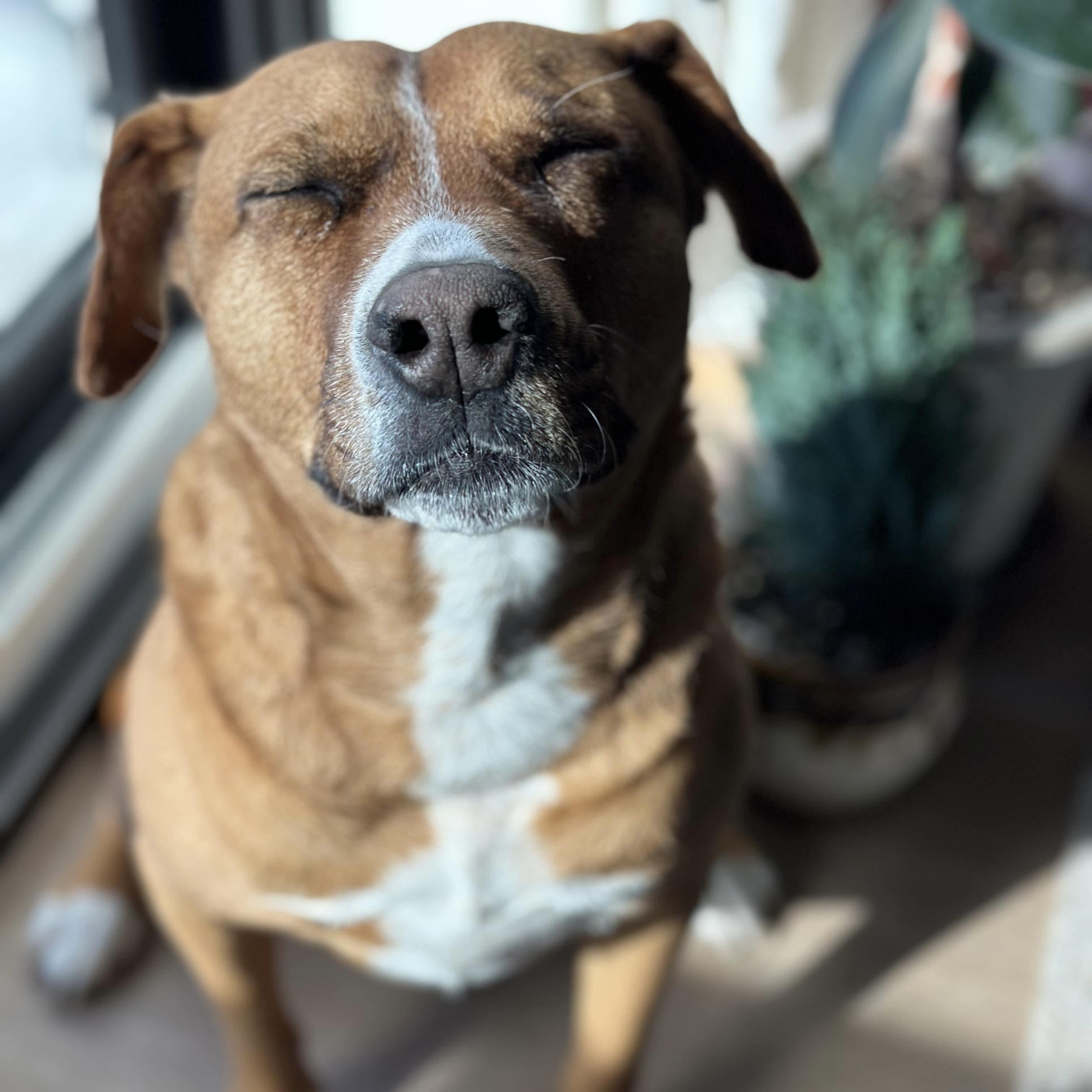 Felice, a ADOPTABLE mixed breed in Haliburton, ON image 3/6