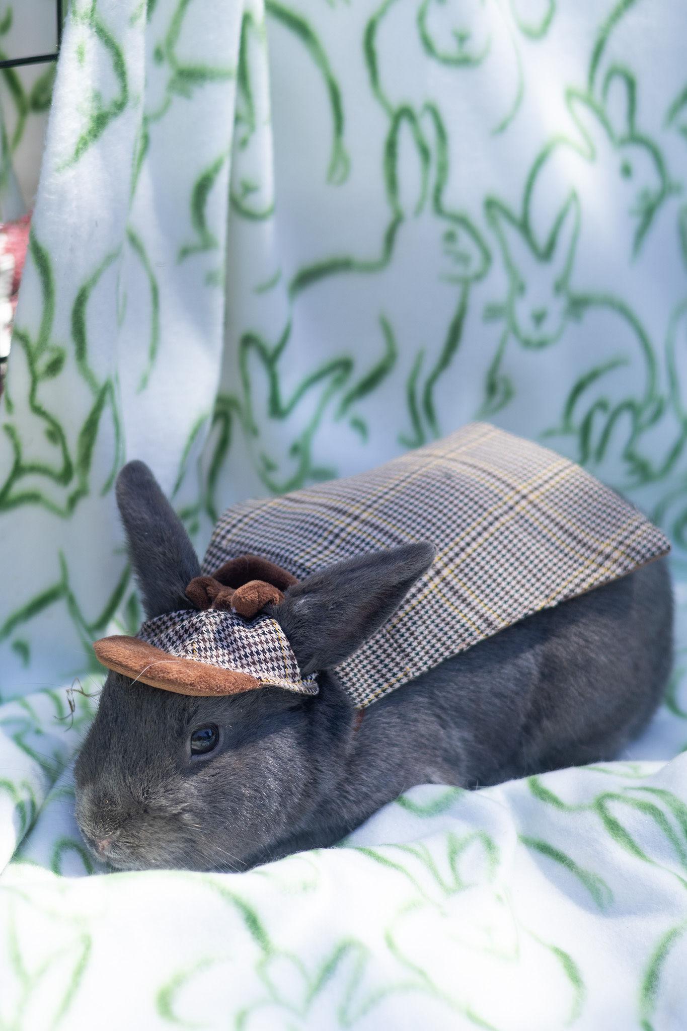 Samurai, adopted, Adult Male Beveren.