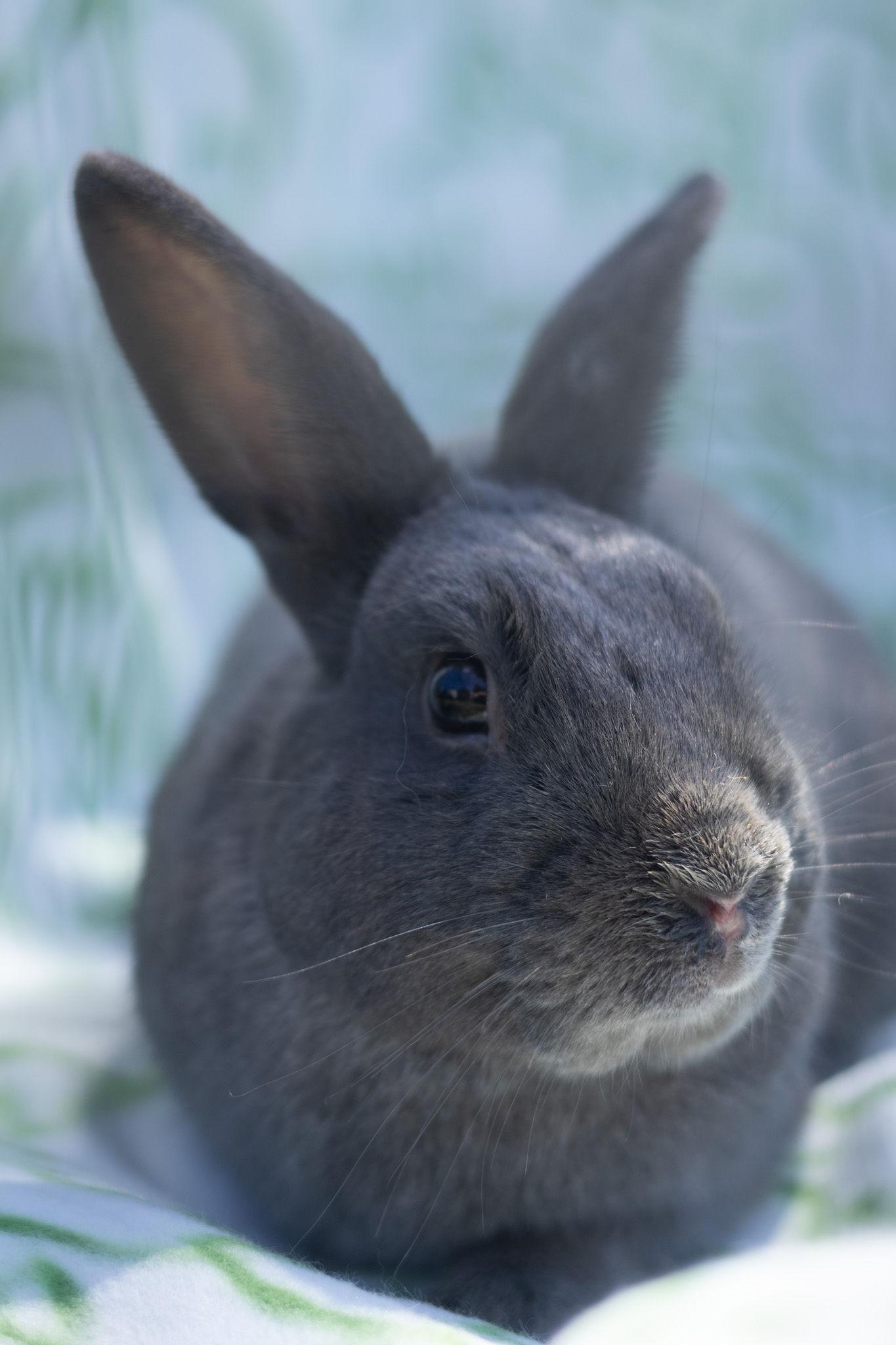 Samurai, an adopted Beveren in Bishopville, SC image 3/3