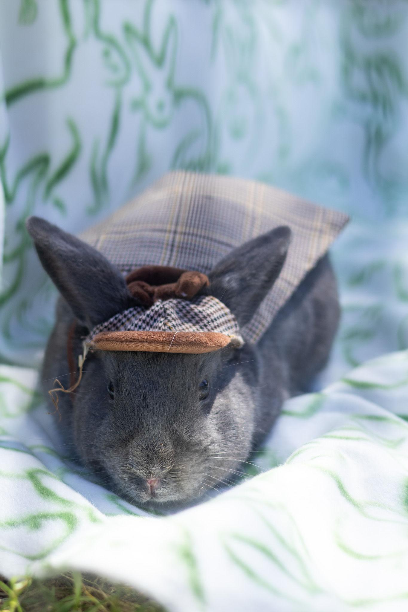 Samurai, an adopted Beveren in Bishopville, SC image 2/3