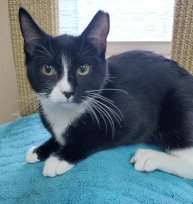 Sparky, Adoptable, Kitten Female Domestic Short Hair & Domestic Short Hair.