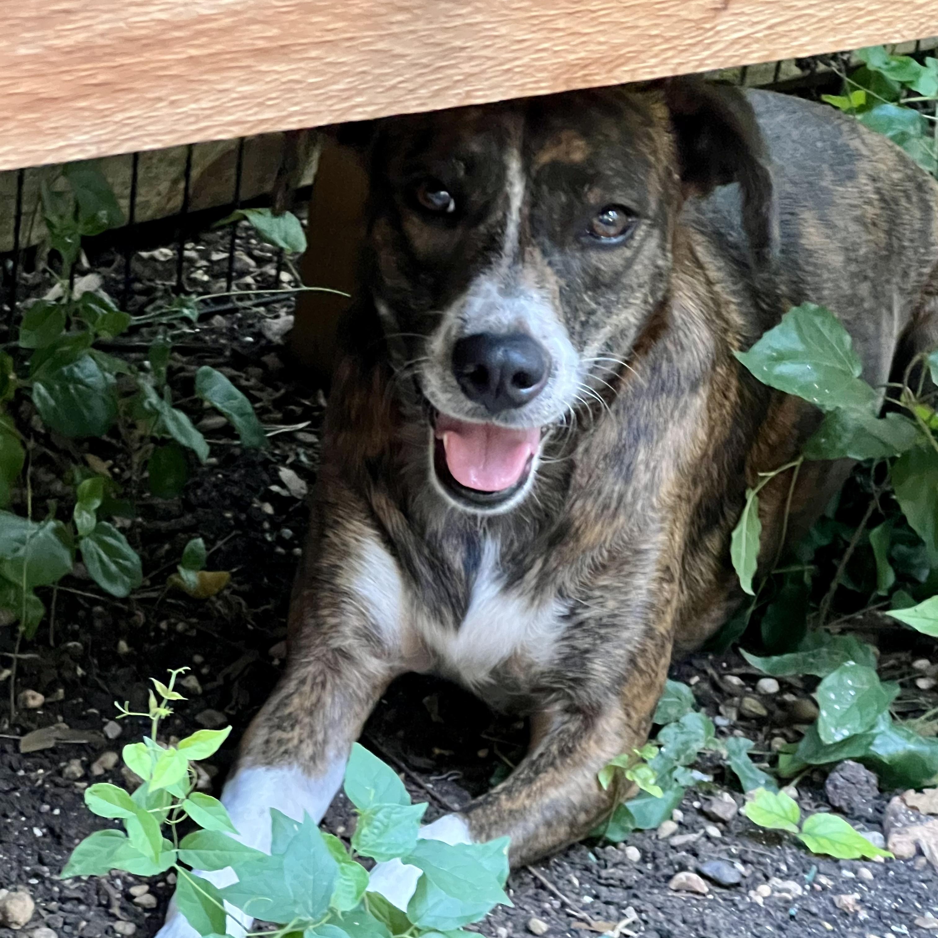 Enlarge Socks, a Adoptable mixed breed in San Antonio, TX image 1/5