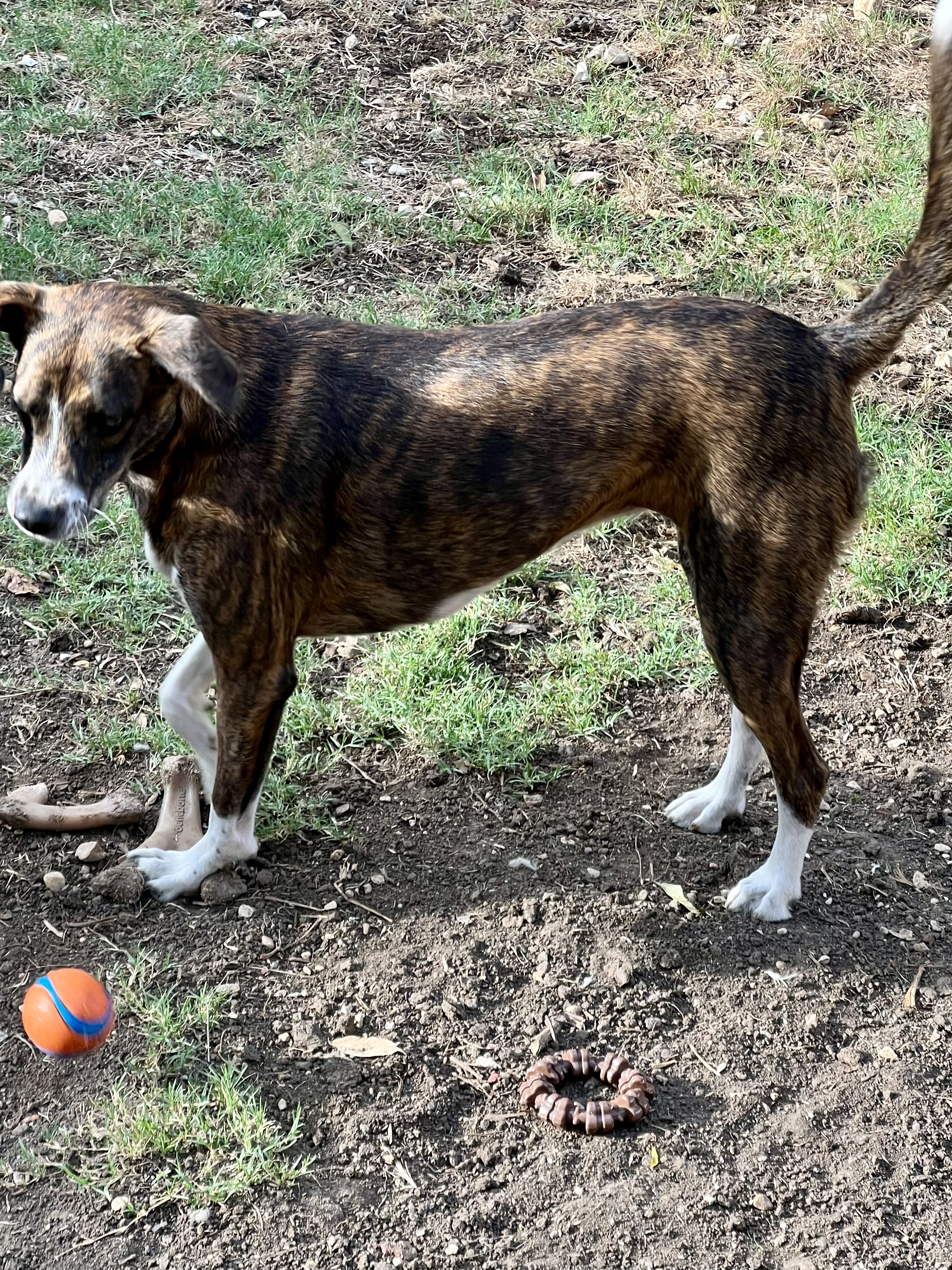Enlarge Socks, a Adoptable mixed breed in San Antonio, TX image 4/5
