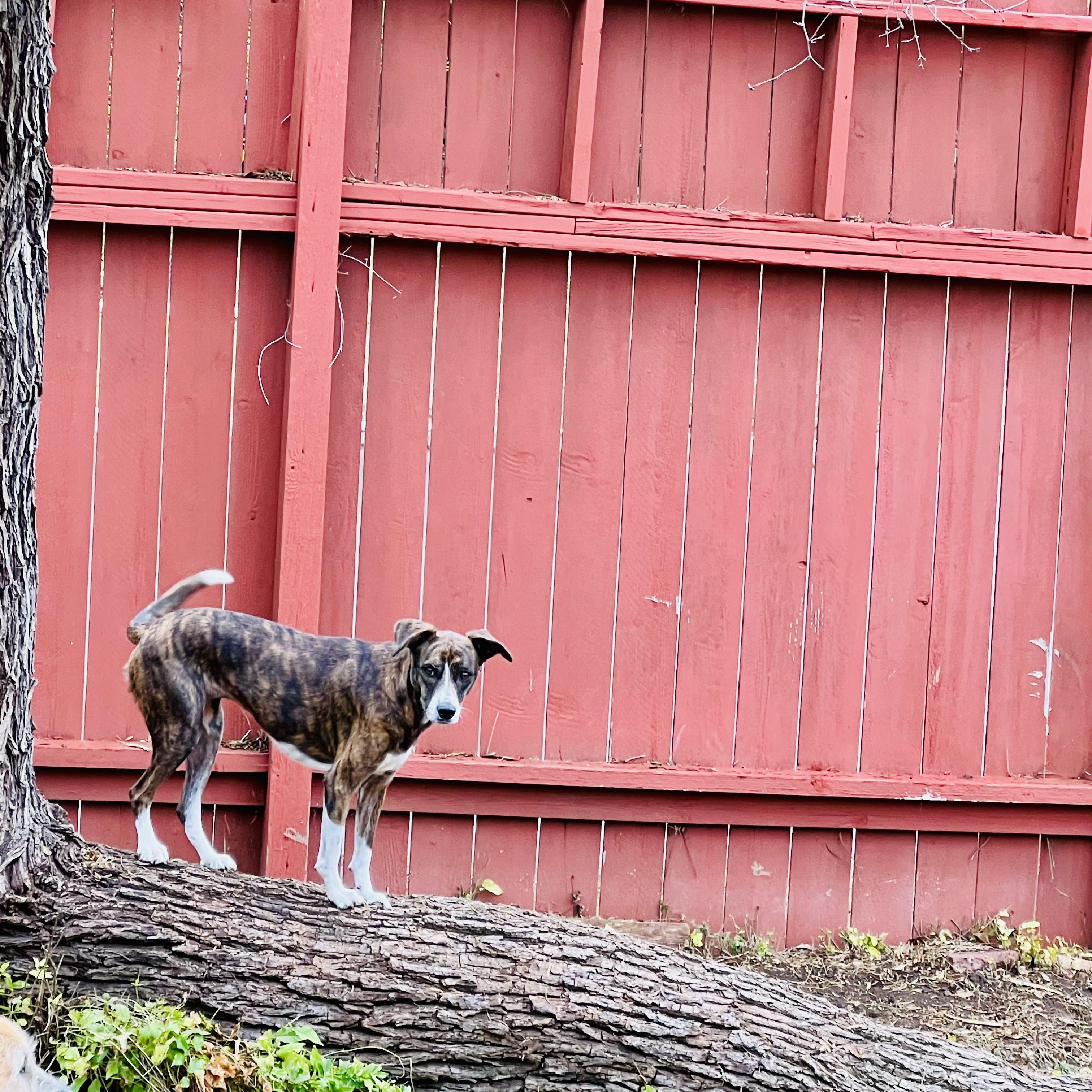 Enlarge Socks, a Adoptable mixed breed in San Antonio, TX image 2/5