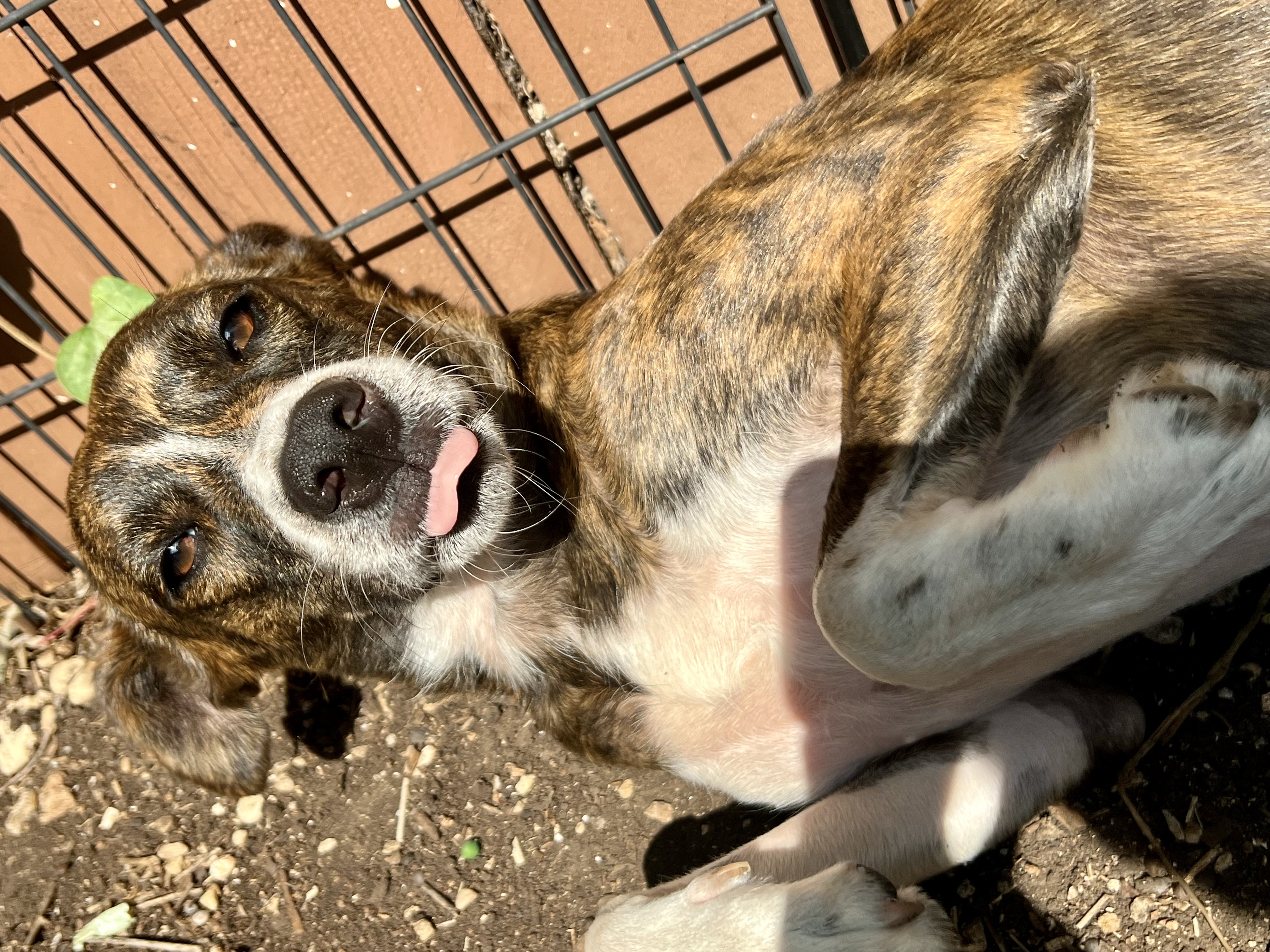 Enlarge Socks, a Adoptable mixed breed in San Antonio, TX image 5/5