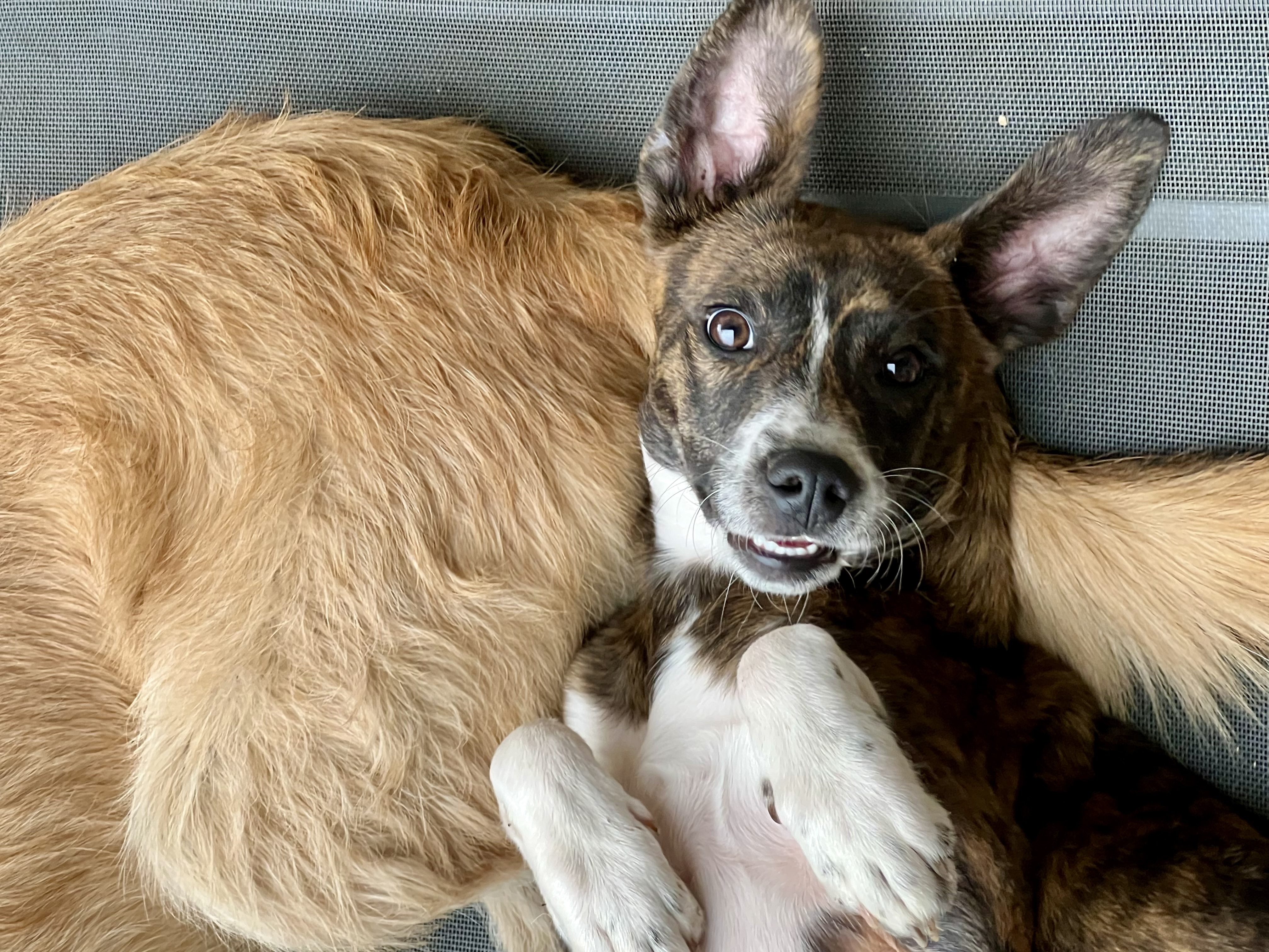 Enlarge Socks, a Adoptable mixed breed in San Antonio, TX image 3/5