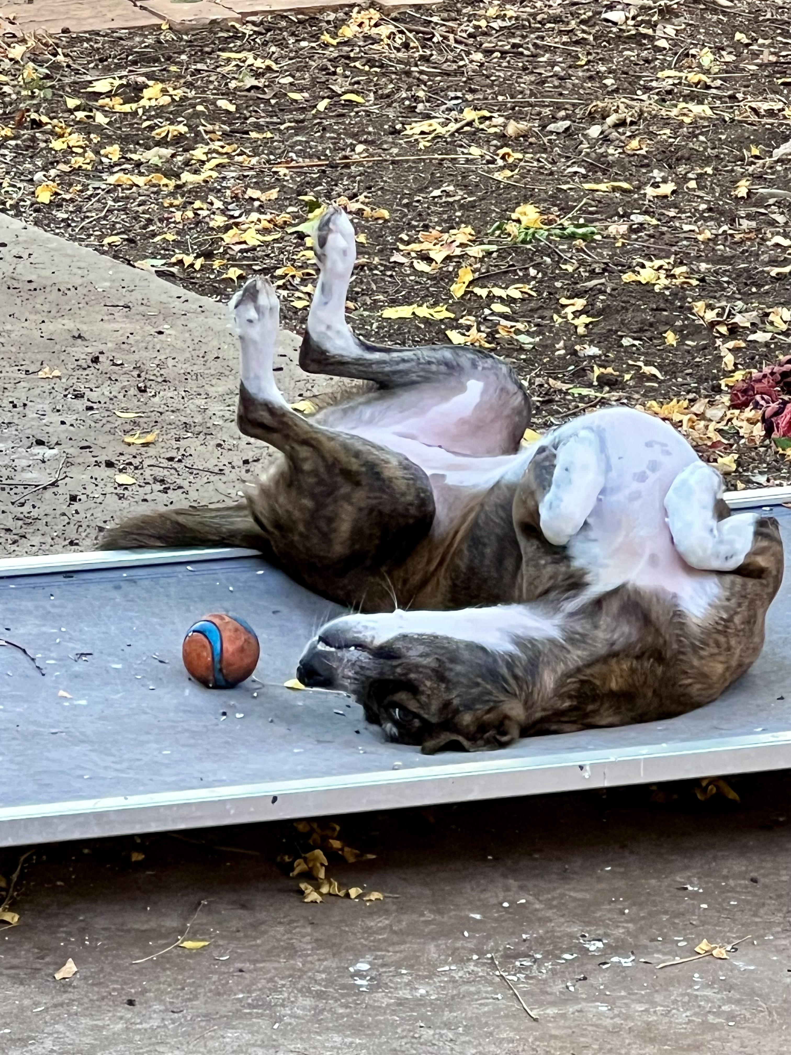 Enlarge Socks, a Adoptable mixed breed in San Antonio, TX image 2/5