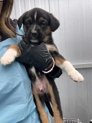 Tanzee, adopted, Puppy Male Rottweiler & Mixed Breed.