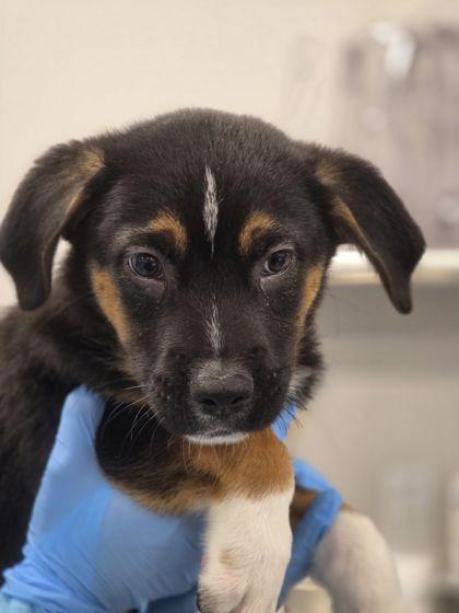 Enlarge Tanzee, an adopted mixed breed in Fresno, CA image 2/2