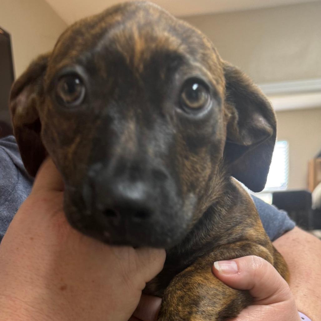 Molly, Adoptable, Puppy Female Hound & Mixed Breed.