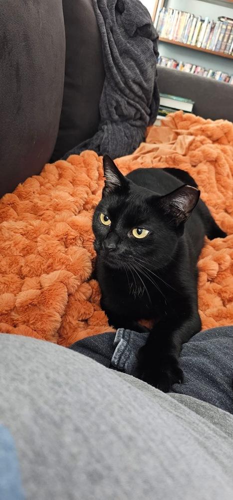 Green Day mama: She, Adoptable, Young Female Domestic Short Hair.