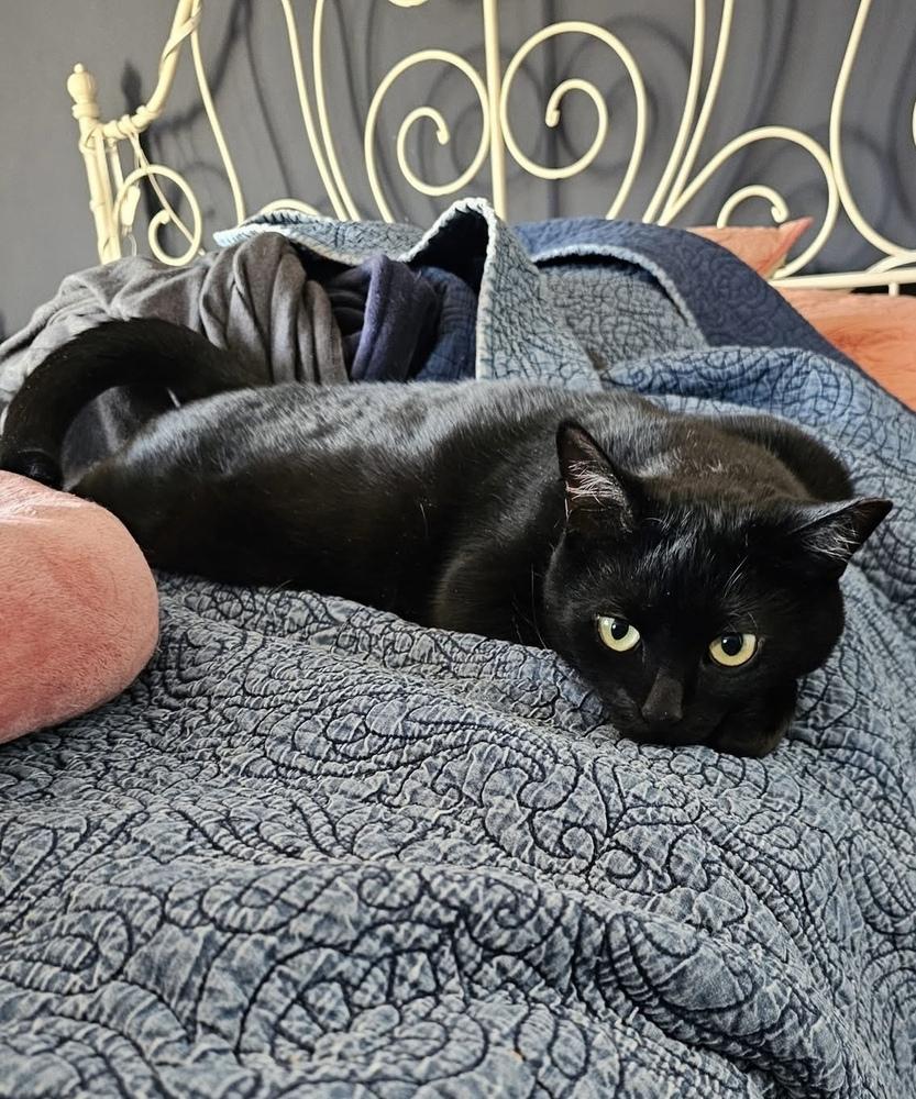 Enlarge Green Day mama:  She, a Adoptable Domestic Short Hair in Warren, CT image 5/6