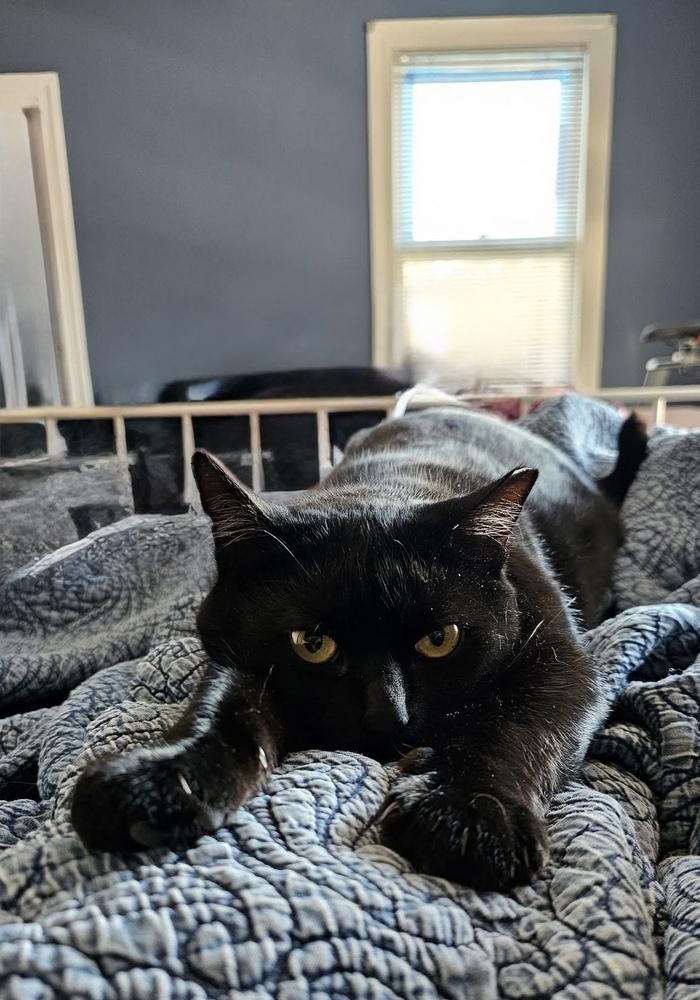 Enlarge Green Day mama:  She, a Adoptable Domestic Short Hair in Warren, CT image 6/6