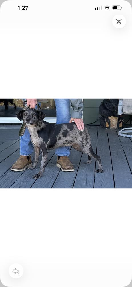 Enlarge Titus, a Adoptable mixed breed in Cedartown, GA image 1/1