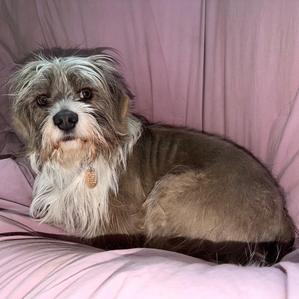 Toto, Adoptable, Adult Male Terrier & Mixed Breed.